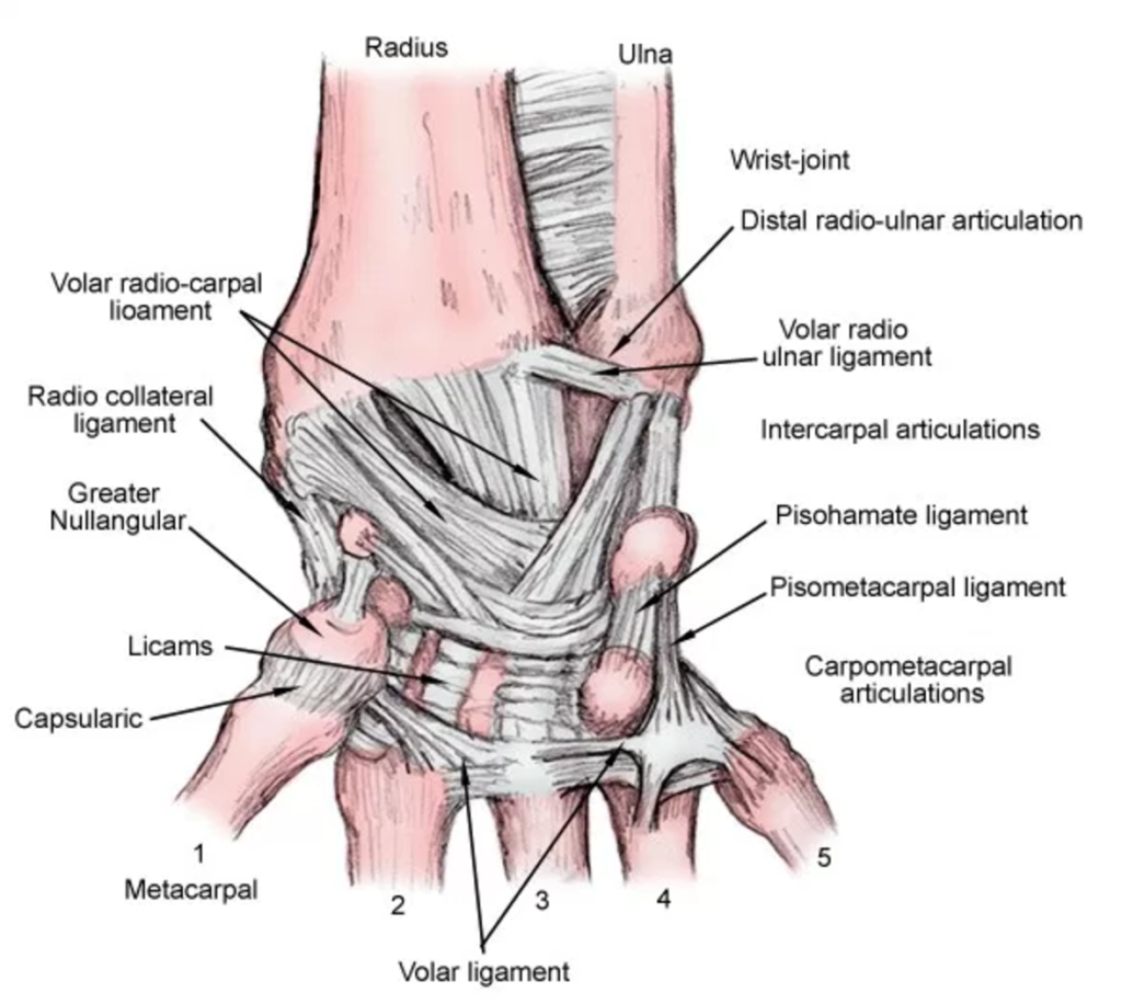 Wrist joint pain - anatomy