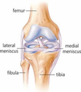 knee meniscus