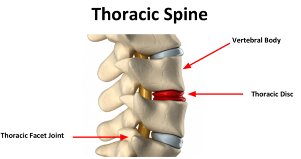 thoracic disc, vertebral body, and thoracic facet joint