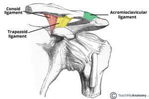 image of cartilage and ac joint in shoulder