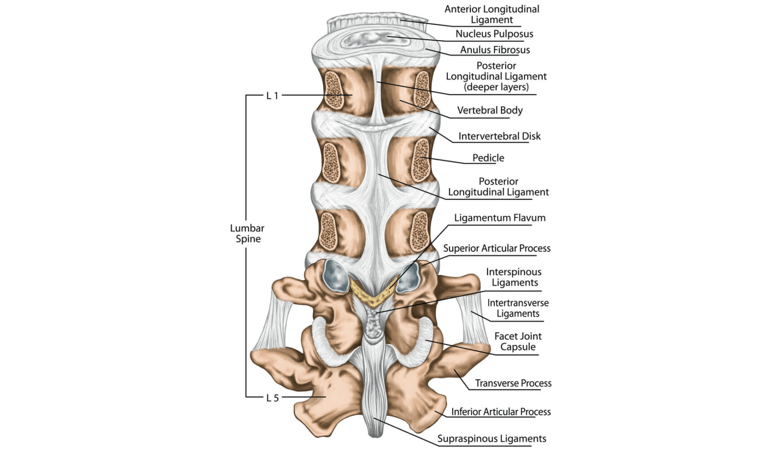 Understanding the Anterior Longitudinal Ligament Function