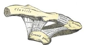 drawing of how ligaments connect to the ac joint
