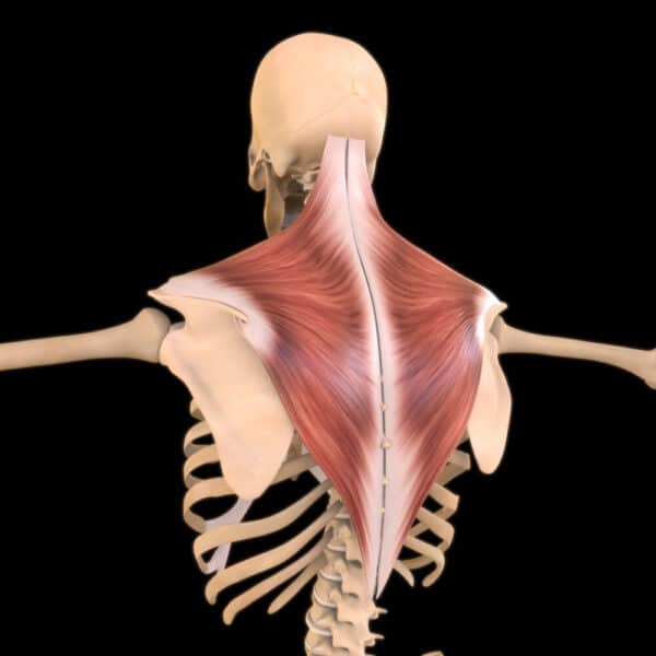 Thoracic Spine Muscles: Anatomy and Function