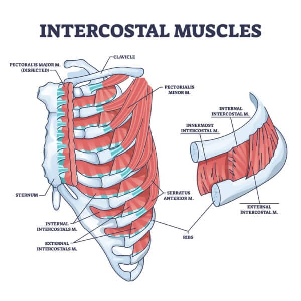 Thoracic Spine Muscles: Anatomy and Function