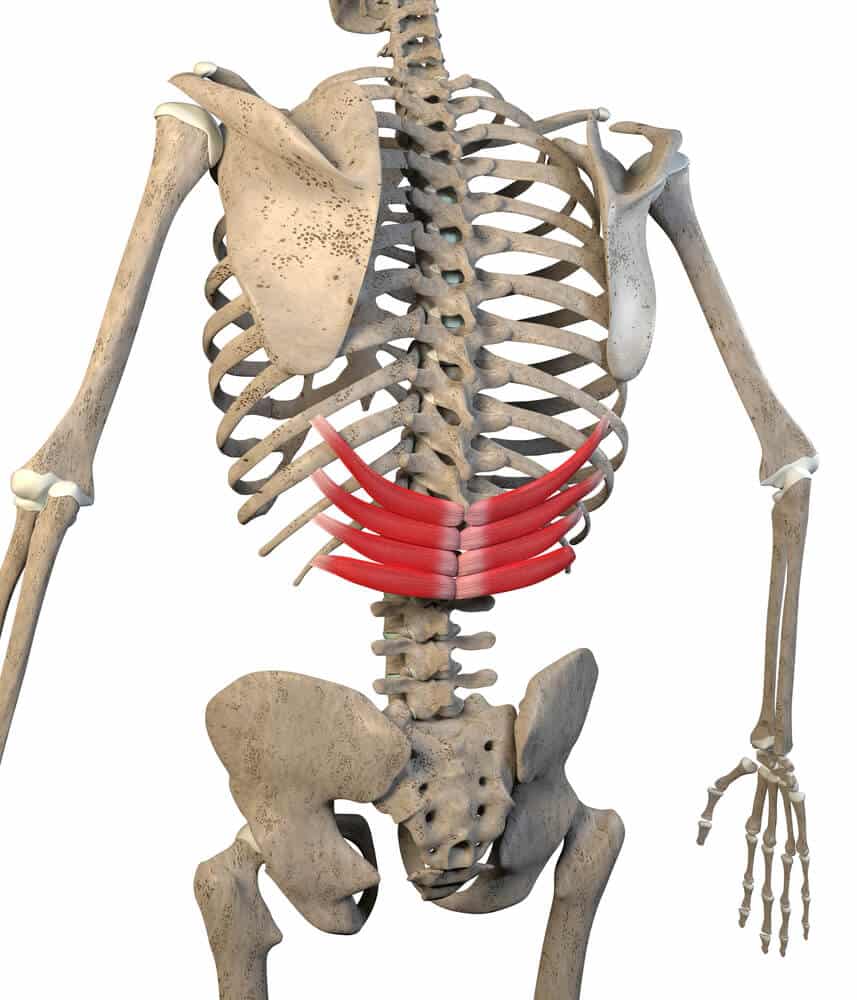 Thoracic Spine Muscles: Anatomy and Function