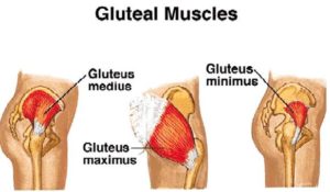 gluteus maximus gait