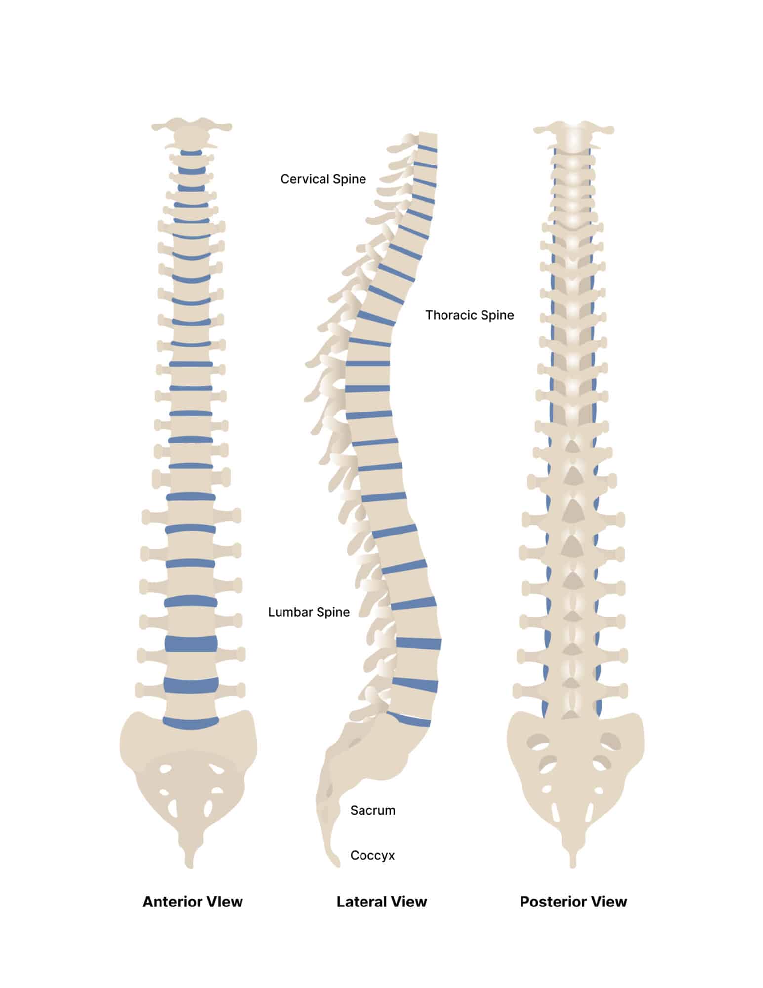 what-you-need-to-know-about-the-l5-s1-lumbosacral-joint