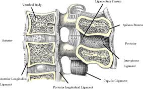 ligamentum flavum - low back pain