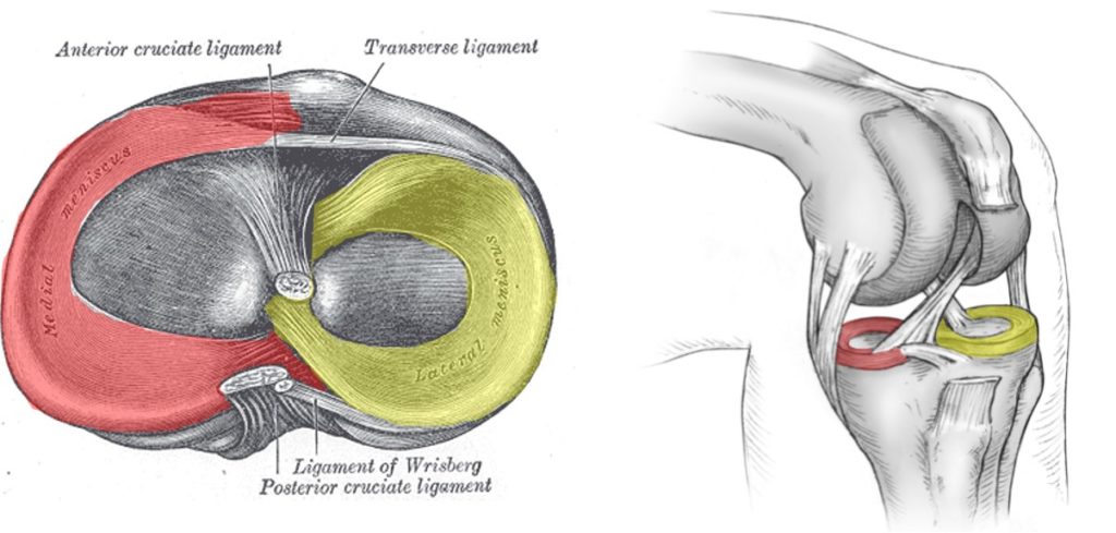 Meniscus Tear Recovery
