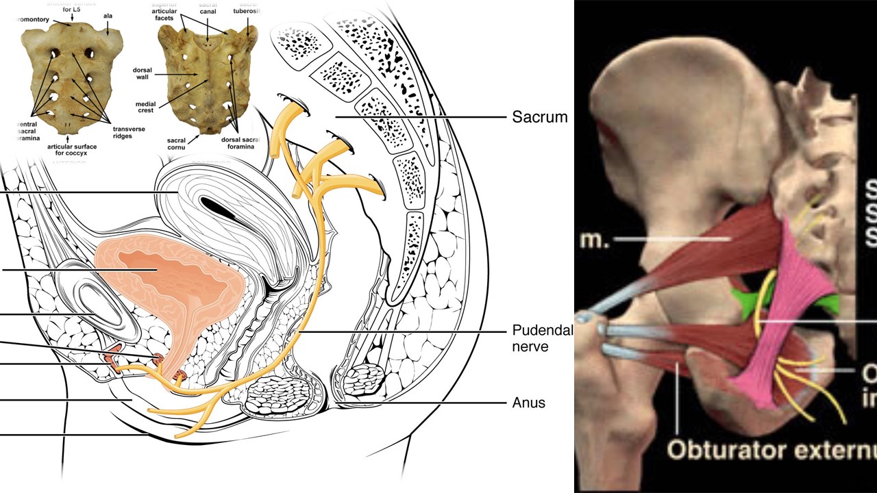 Pudendal Nerve Entrapment relief 