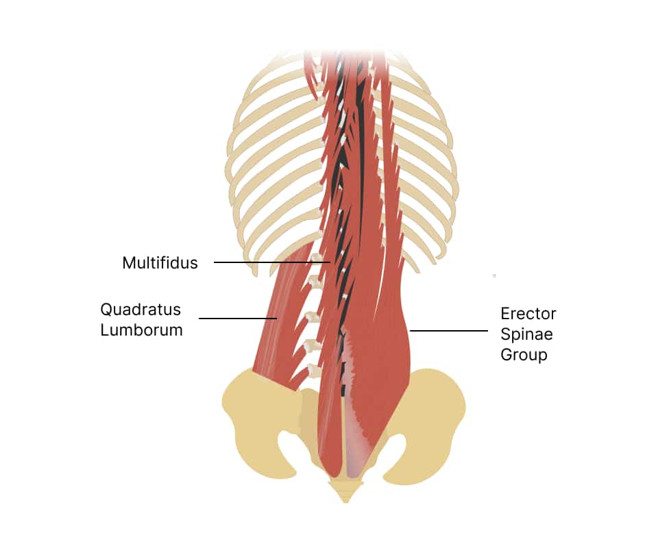 Multifidus Muscle: An Important Spinal Stabilizer
