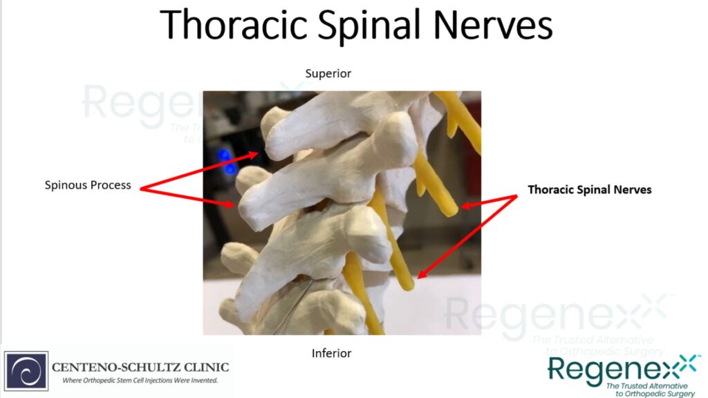 thoracic spinal nerves