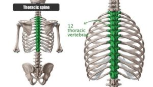 thoracic spine - where herniated thoracic disc is located