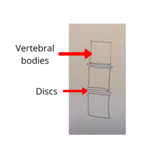vertebral bodies and discs