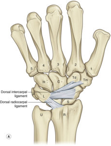 wrist ligaments