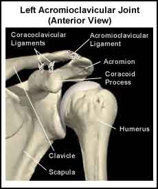 ac-joint-ligaments