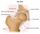 Anatomy of hip