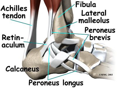 ankle_peroneal_tendinitis_anat01