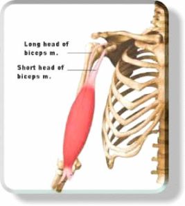 Two Heads of Bicep Muscle