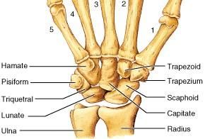 Wrist Pain with Activity: Critical Causes To Know ~ Centeno-Schultz Clinic