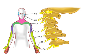 cervical-readic