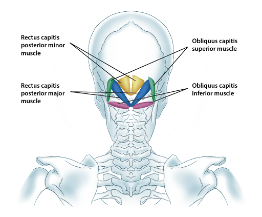 Pain in neck and back of head hotsell after sleeping