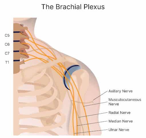 brachial plexus anatomy model