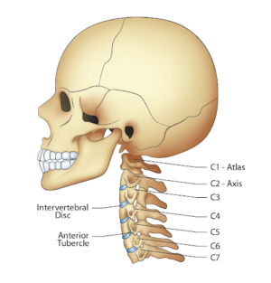 What Conditions Cause Neck Pain And Dizziness?