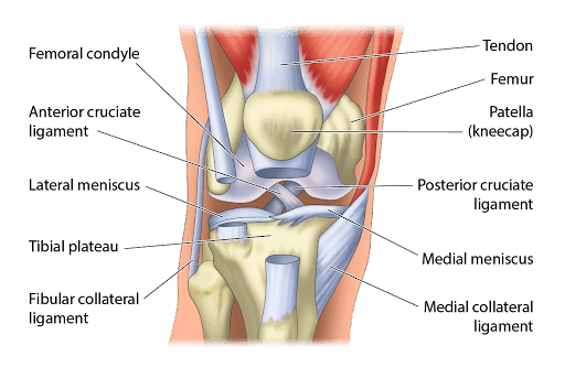The Muscles of the Left Leg, Seen from the Front, and the Bones and Muscles  of the Right Leg Seen in Right Profile, and between Them, a Patella