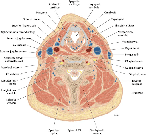 Neck pain on the left side: Causes, diagnosis, and relief