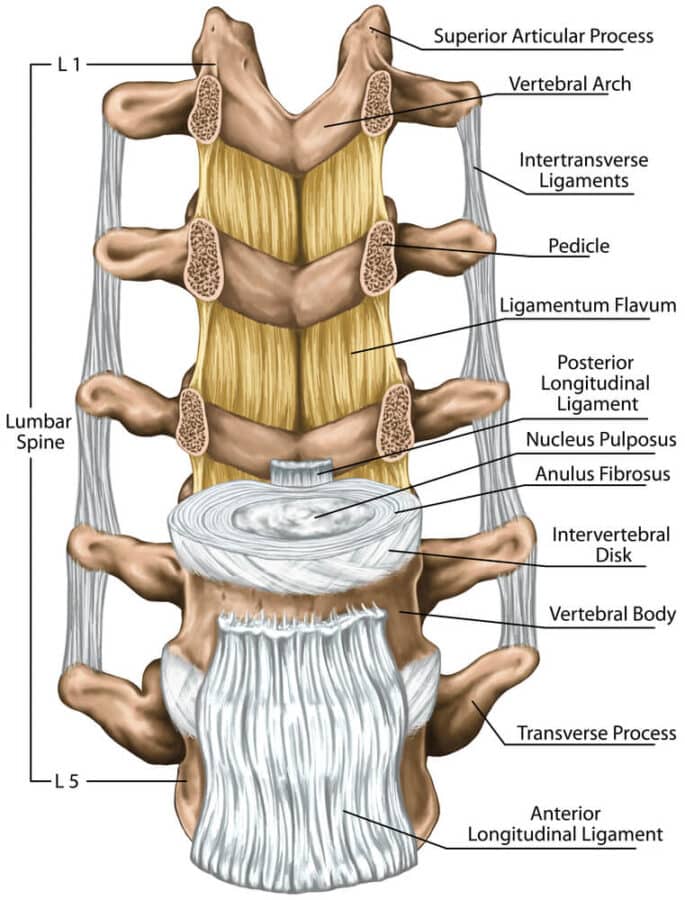 Understanding Referred Pain From Thoracic Spine