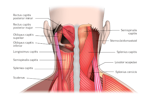 Getting to Know The Muscles of the Neck