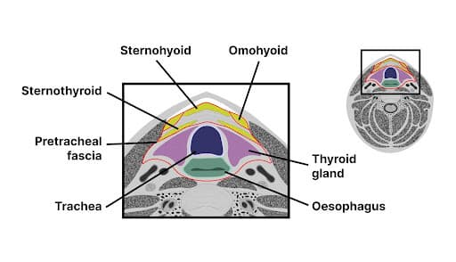 Pain in the front of your neck to the side of your windpipe?