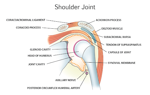 Stretching positions for the coracohumeral ligament: Strain