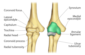 Golfer’s Elbow Vs. Tennis Elbow - What’s The Difference?