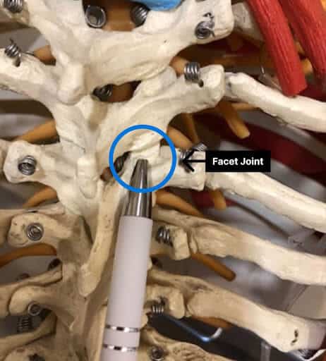 thoracic facet joint