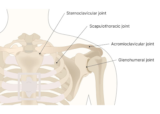 Scapulothoracic joint: Anatomy, function