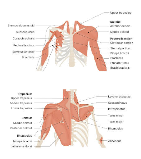 Muscular Spasm - Upper Back - Conditions - Musculoskeletal - What