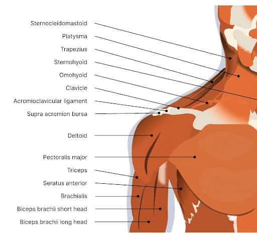 Neck and Shoulder Pain: Causes and Treatment