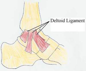 deltoid ligaments 2