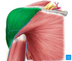 Deltoid muscle may be affected by ac joint issues
