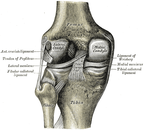 Fibula & Outside Knee Pain