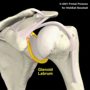 Shoulder Labrum