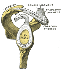 glenoid-labrum
