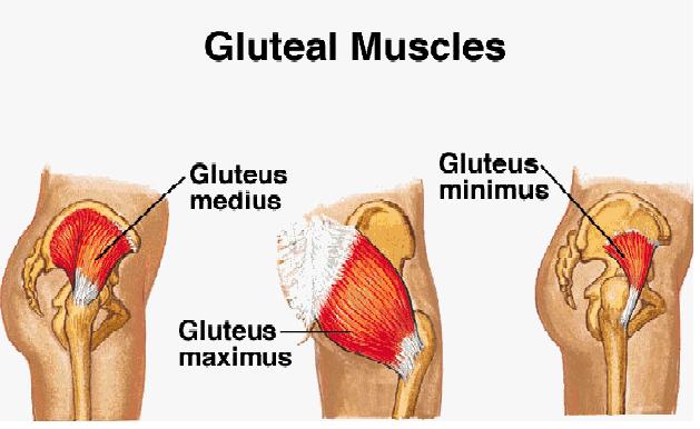 gluteal-muscles