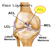 Knee Soft Tissue Injury (ACL, LCL, MCL, PCL) Management in the ED