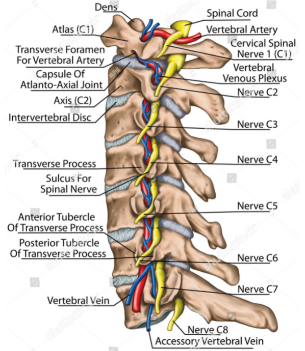 Mastery Outlaw segment Cervical Radiculopathy: Causes, Symptoms, & Treatment