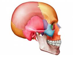 what is the Craniocervical junction