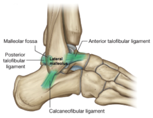 Malleolar fossa - posterior talofibular ligament - Calcaneofibular ligament - Anterior talofibular ligament