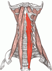 longus_colli 2